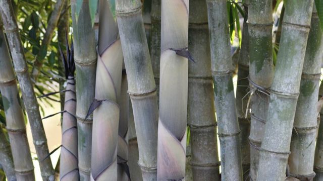 Plantação de bambu