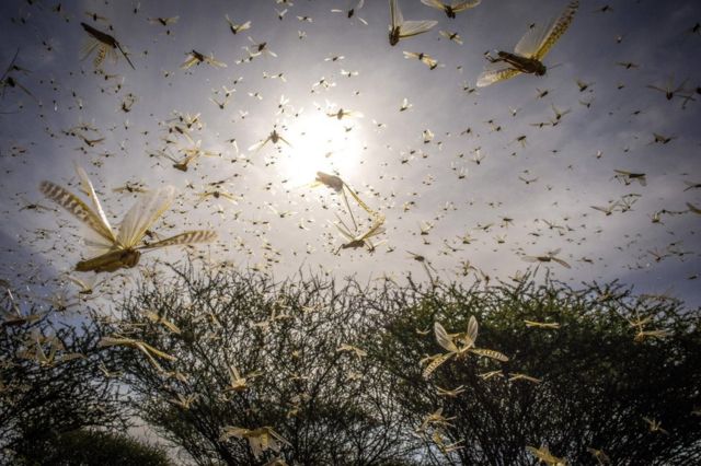 A desert locust swarm flies over a bush