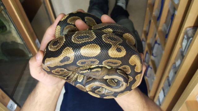 Python found lurking in bathroom toilet in Southend - BBC News