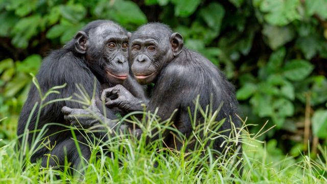 Dois primatas do Brasil entre os 25 mais ameaçados do mundo - ((o))eco