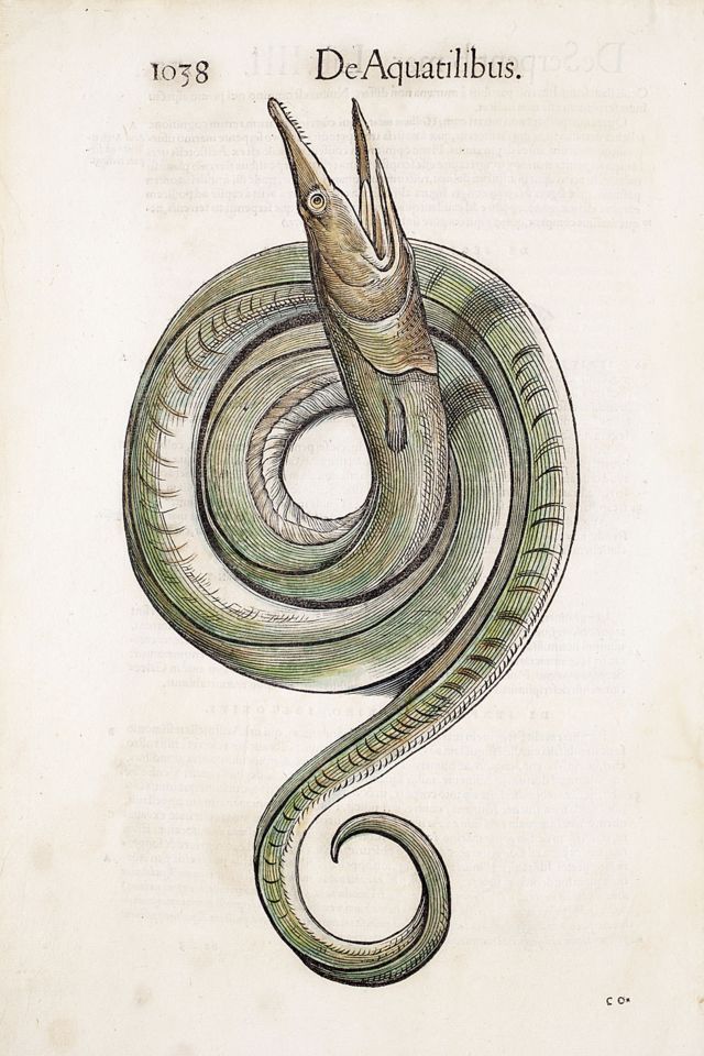 Ilustración de una anguila de la primera edición de 