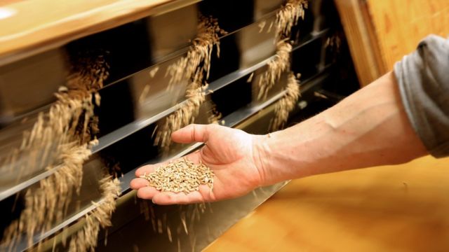 Mill owner Wendelin Blankertz checks the grain at the Donath Mill in Bad Woerishofen, Germany, 13 April 2022. The Federal Statistical Office in Germany announces a price increase of up to 43 percent for cereals, seeds and animal feed compared to the previous year. According to forecasts, the Russian invasion of Ukraine will cause prices to rise further, particularly for cereals and flour.