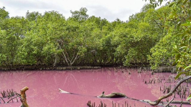 Locals warned to stay away after Australian swamp mysteriously turns pink