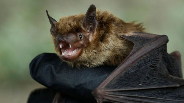 Рукокрылые зверьки: банановый листонос и еще 9 самых странных и необычных летучих мышей