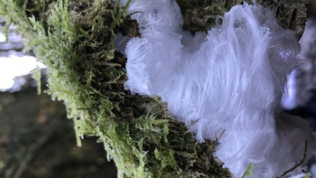 پدیده موی یخی (یخ مو) در جنگل‌های ایرلند در شمال بریتانیا
