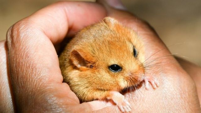 体型小可能有助于加速动物繁殖增加数量(photo:BBC)