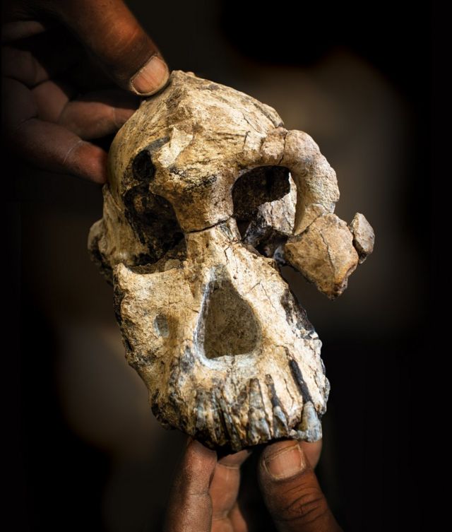 O elo perdido: Ancestral mais antigo do homem é encontrado