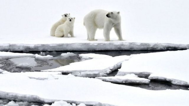 Ursos polares caminham sobre a neve