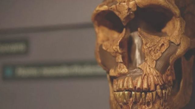 நியாண்டர்தால்