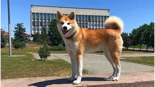 бібліотека