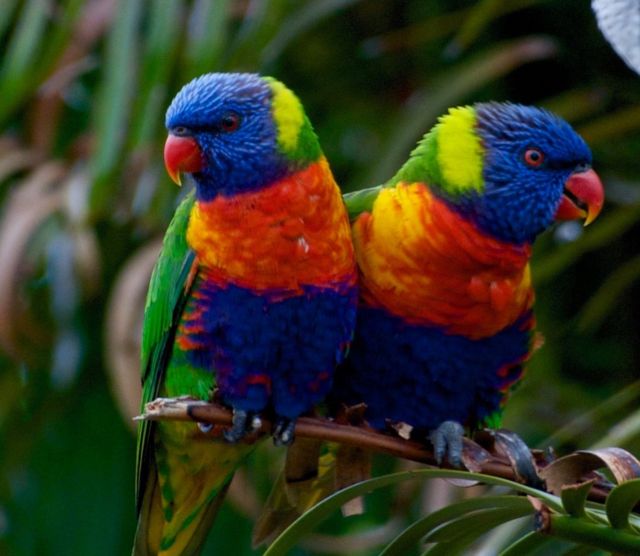Dos aves de colores