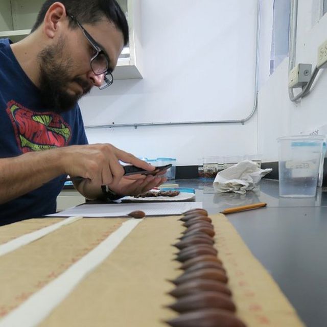 El biólogo Daniel Wblesther Pérez Morales midiendo bellotas