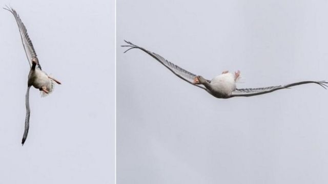 ونسان کورنیلیسن، عکاس، از غازی عکس گرفت که در هوا دور خودش چرخید و وارونه پرواز کرد