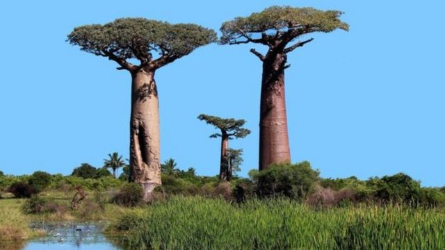 Dying Baobabs Trees