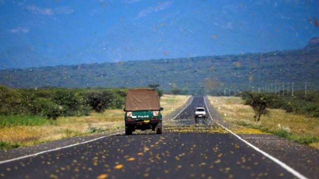 Les essaims de criquets pèlerins ont envahi le Kenya, la Somalie et l'Éthiopie