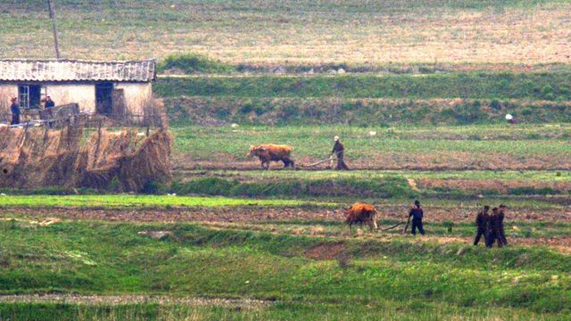 farmers in North Korea