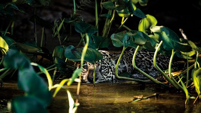 Onça pintada em rio no Pantanal