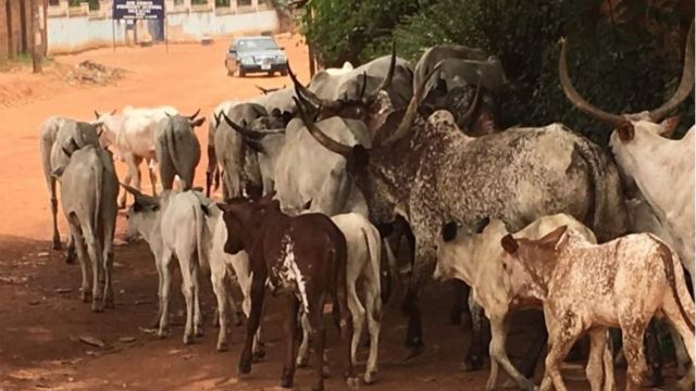 Ọtụtụ ehi na-agagharị n'Enugu