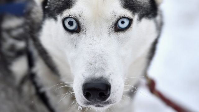 หมาจอมซนไซบีเรียนฮัสกี้มีตาสีฟ้าเพราะยีนซ้ำซ้อน - Bbc News ไทย