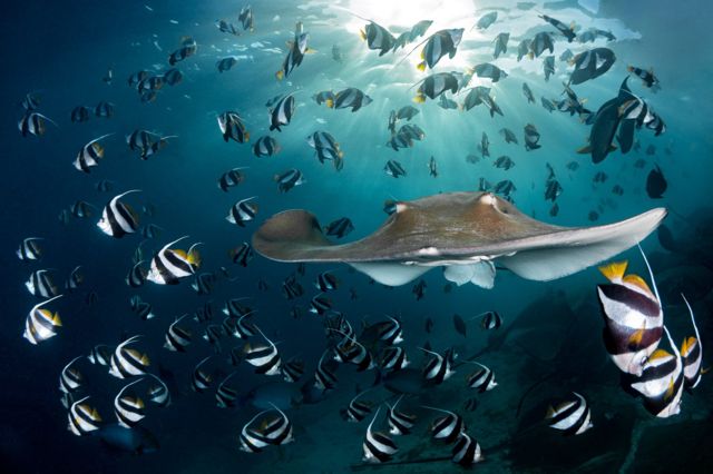 A stingray splits a school of flagfish in the Maldives