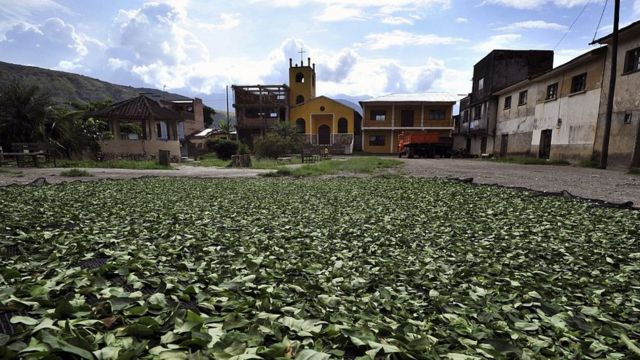 Hojas de coca secándose al sol en Mururata