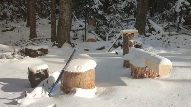 Snow covered tree stumps.