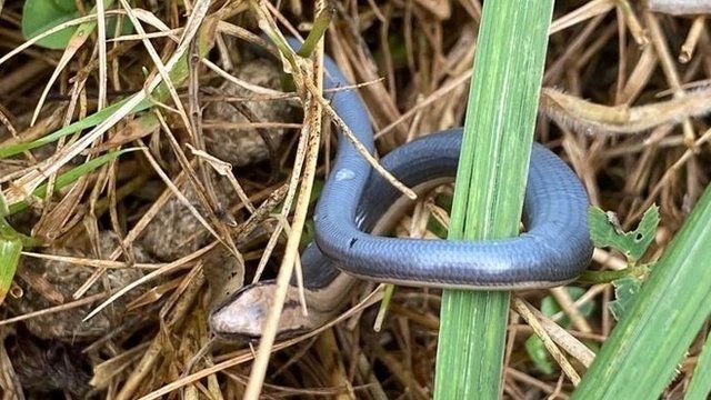 Blue slow worm