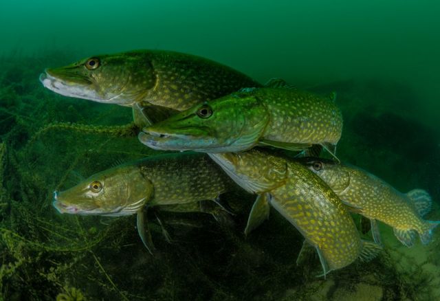 A group of pike underwater.