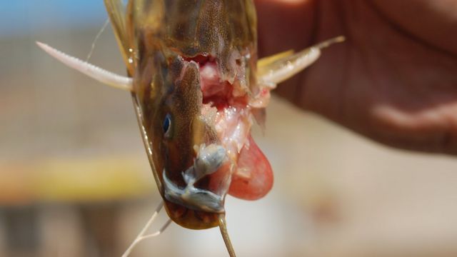 Peixe morto devido a uma fratura no crânio