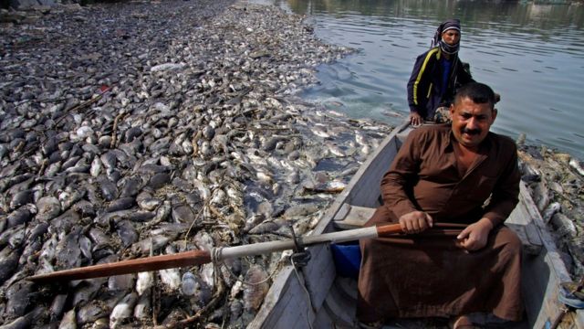 نفوق "غامض" لمئات الأطنان من الأسماك في العراق