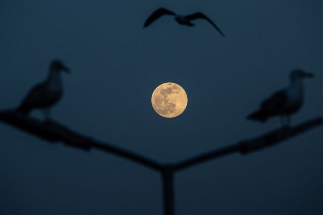 Gulls fly over the Bosphorus Strait as the pink supermoon rises in Istanbul, Turkey