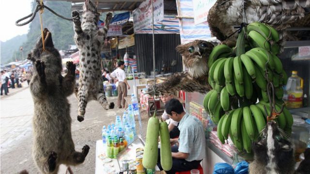 Việt Nam, wildlife trade