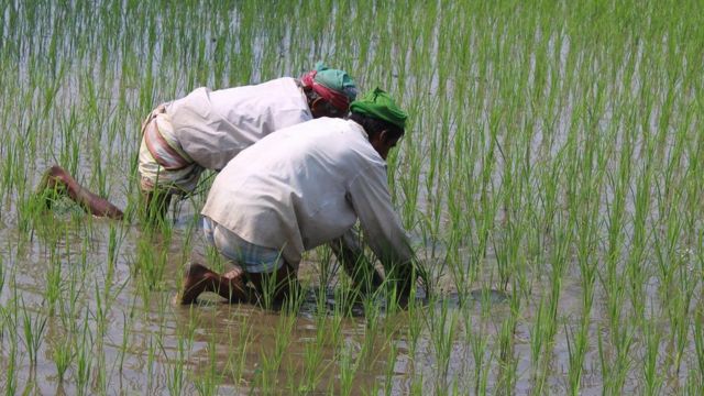 এই দুটি ধানের জীবনকাল হবে বপন করা থেকে ধান কাটা পর্যন্ত ১৪৩ দিন।
