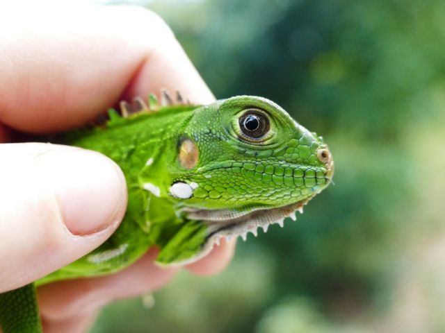 Young pink rhinoceros iguana