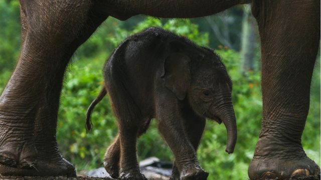 A newborn elephant