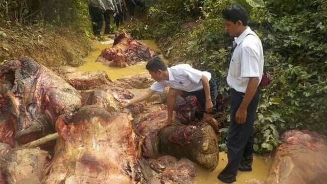 Researchers looking at the skinned carcases of elephants in Myanmar.