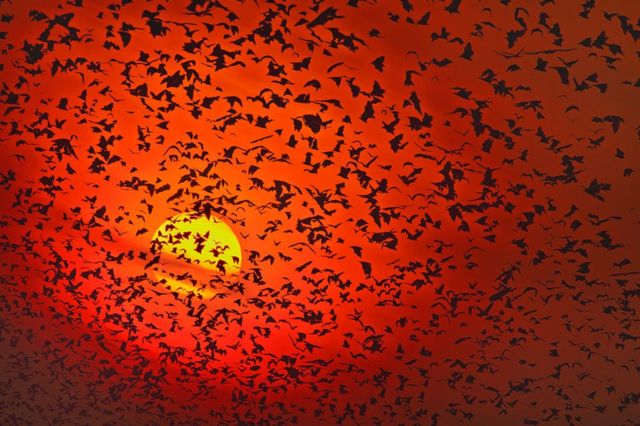 Silhouette photo of bats
