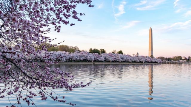 بنای یادبود واشنگتن در بهار
