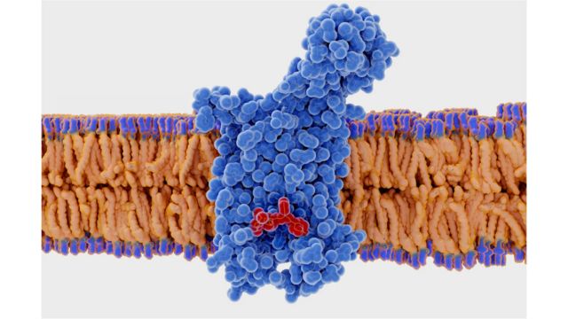 La version la plus courante du récepteur CCR5 est censée protéger les personnes contre les virus pandémiques, mais elle constitue également un point d'entrée pour le VIH.