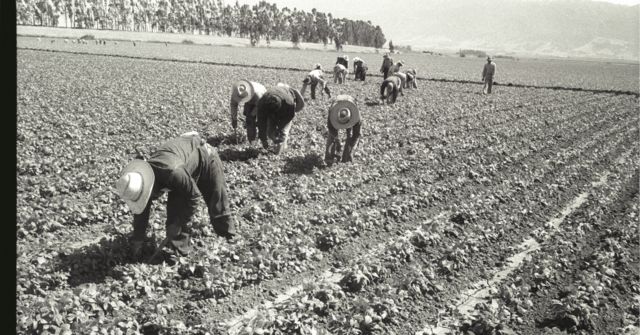 Bracero Group auf einer Farm in Salinas, Kalifornien, 1956.