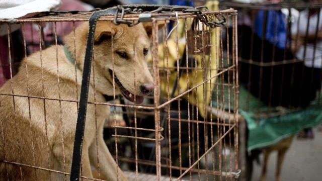 Dogs are seen in cages for sale at a market ahead of a dog meat festival in Yulin in south China"s Guangxi Zhuang Autonomous Region, Monday, June 20, 2016