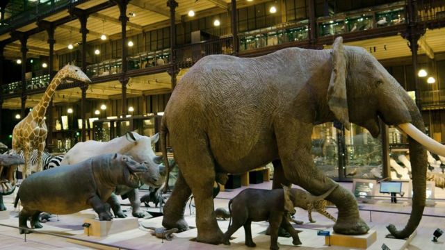 Representação de diversos animais, como elefante e girafa, em formação de fila exposta no Museu de História Natural de Paris