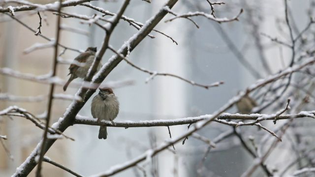 Chomu Ptahi Letyat U Virij Bbc News Ukrayina