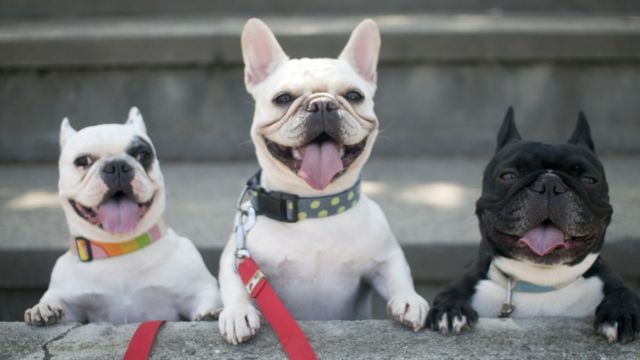 French Bulldogs