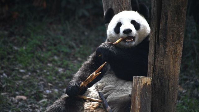 熊猫是中国独有的物种，也被当做外交使者。（资料图）(photo:BBC)
