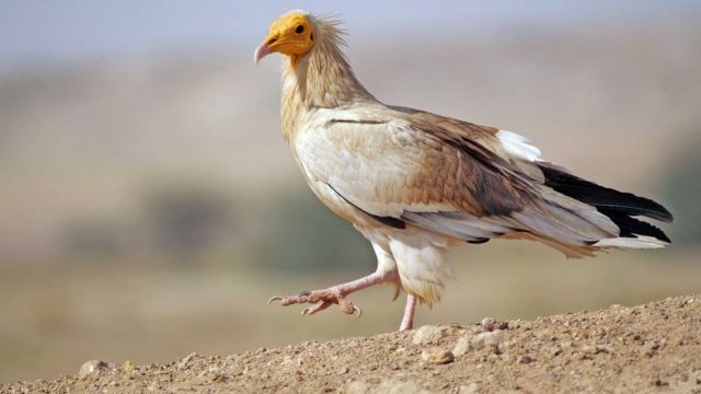 மஞ்சள் முகப் பாறு கழுகு