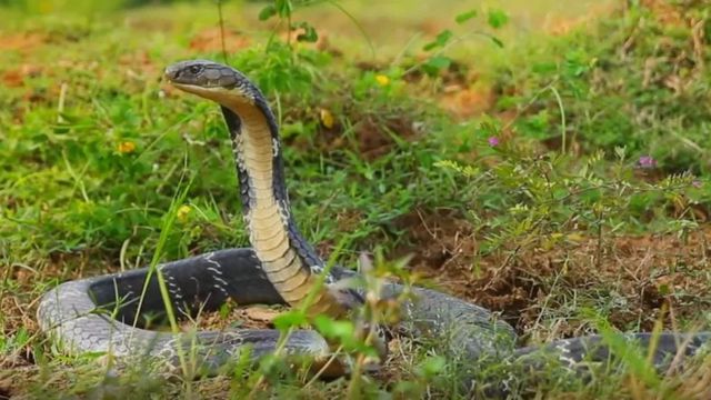 ராஜ நாகம்