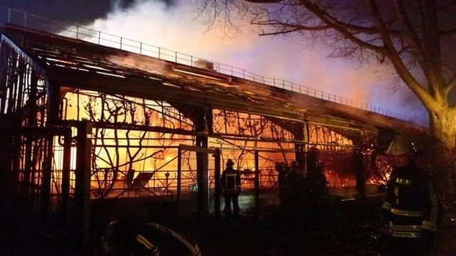 آتش سوزی تصادفی ناشی از ورود یک بالن آرزو به باغ‌وحش کرفلد در آلمان، ده‌ها نخستی‌سان را به کام مرگ کشید