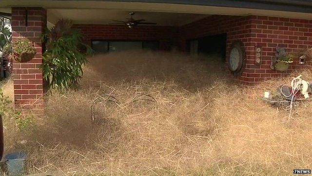 Hairy Panic Tumbleweed Invades Australia Town Bbc News