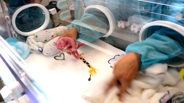 Giant panda in Macau gives birth to twins